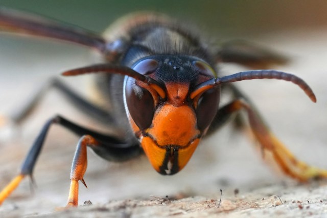 A close-up view of a yellow-legged hornet showcasing its distinct orange and black coloration and detailed facial features.