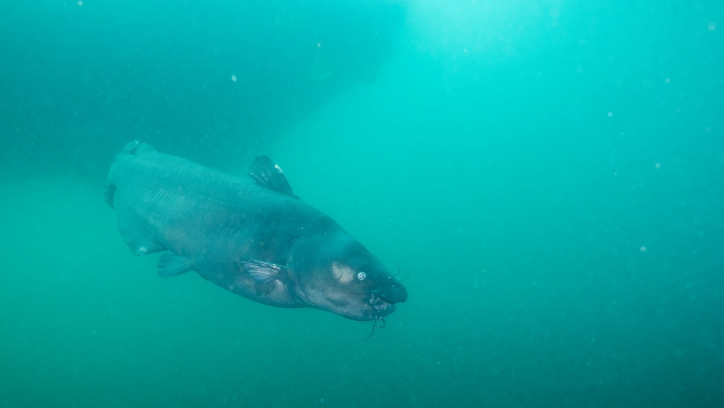 A large blue catfish swims in murky, greenish underwater surroundings.