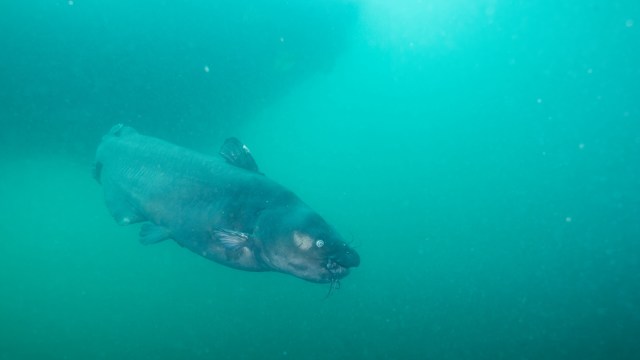 A large blue catfish swims in murky, greenish underwater surroundings.