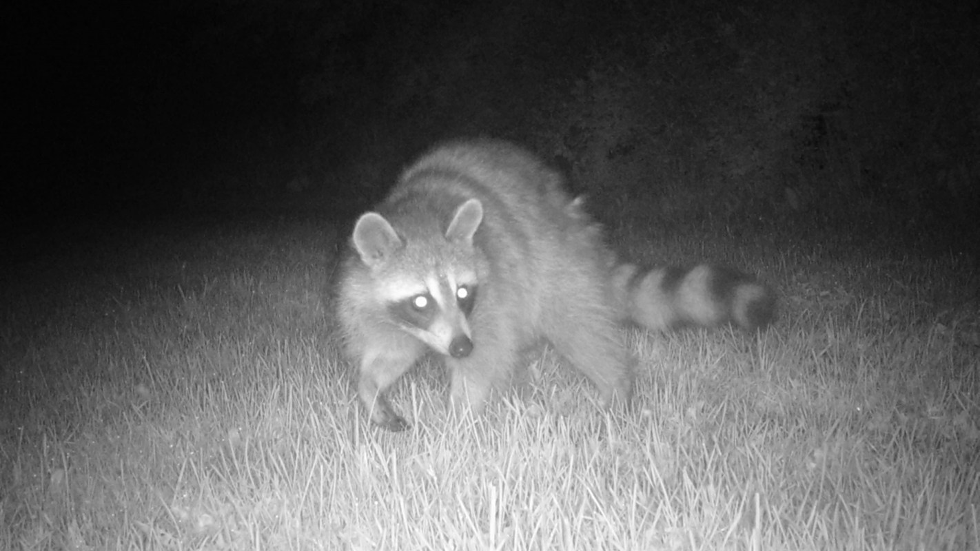 A nocturnal raccoon walking through grass, with its eyes glowing in the dark.