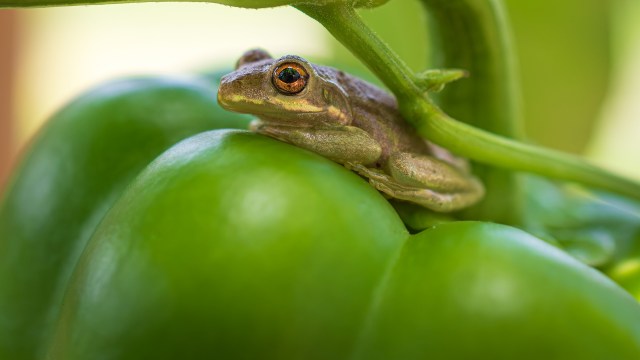 A Cuban tree frog on a green bell pepper.