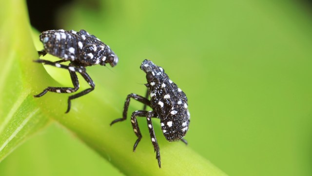 Spotted lanternfly nymphs.