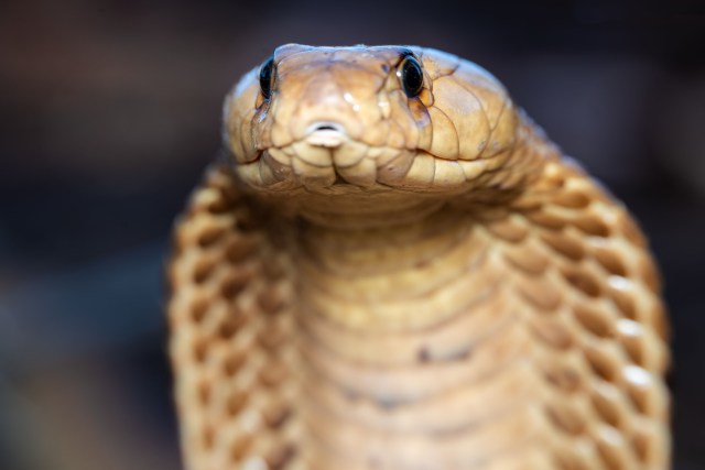 A king cobra flaring its hood.