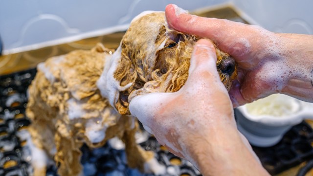A person washing a small, curly-coated dog with soap in a sink.