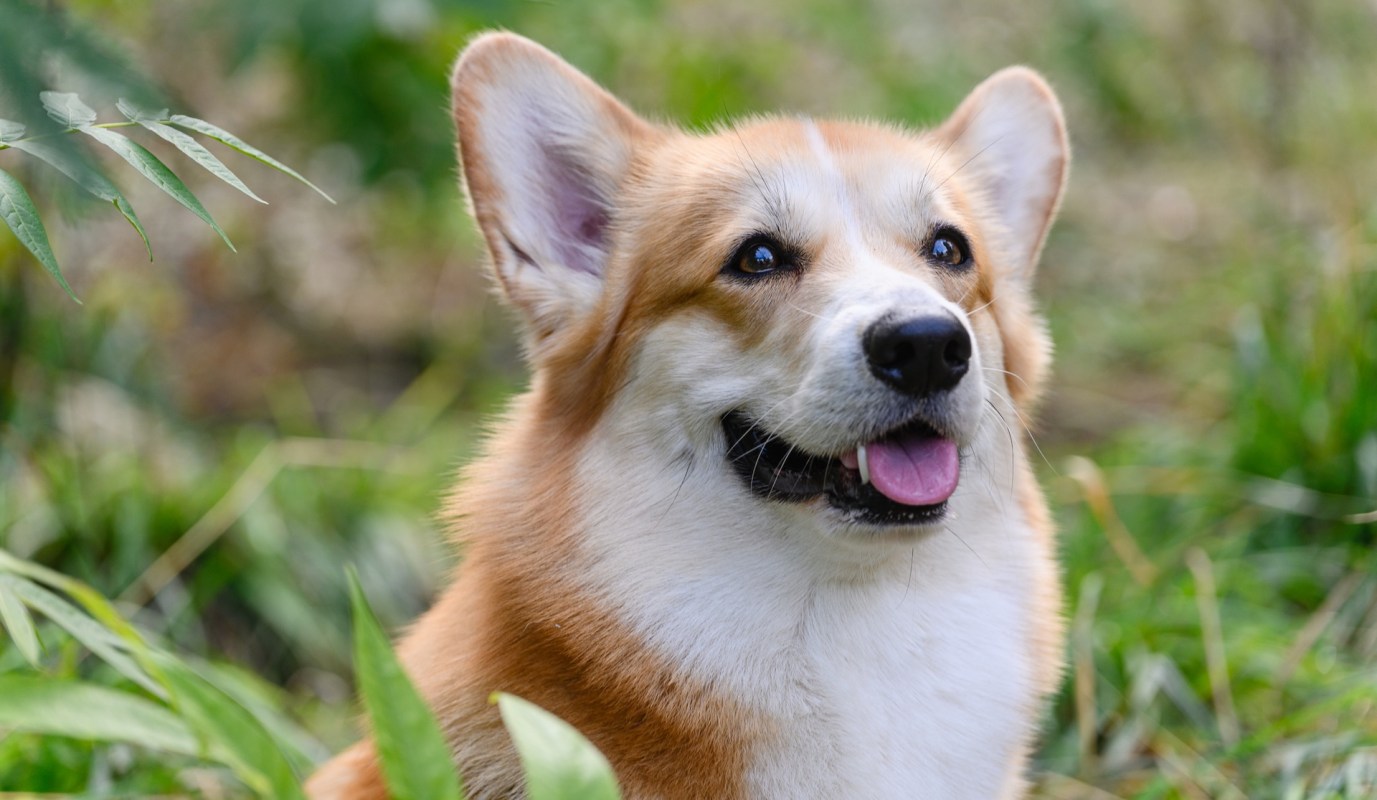 A close-up of a happy corgi with a smiling expression amid green foliage.