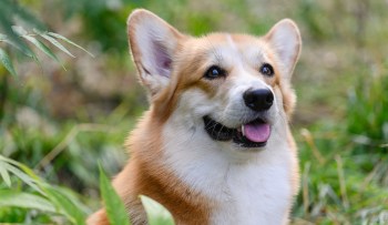A close-up of a happy corgi with a smiling expression amid green foliage.