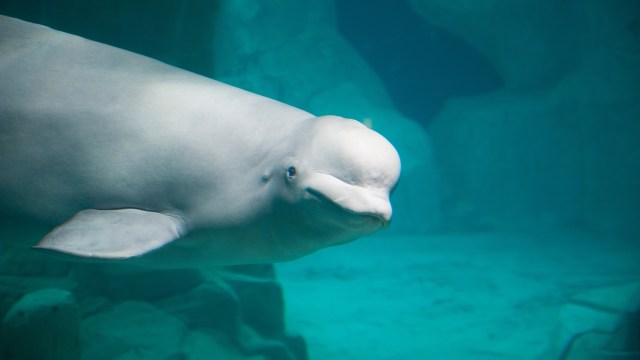 A beluga whale swimming in clear blue water, with a rocky background visible below.