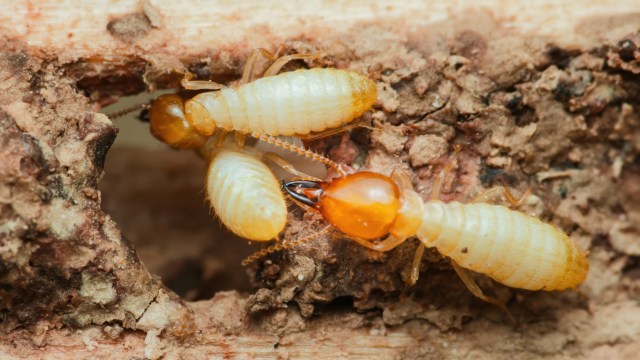 Two termites excavating wood, showing their distinct light-colored bodies and segmented bodies.