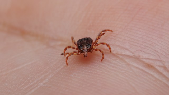 A close-up of a tick crawling on a person's fingertip.