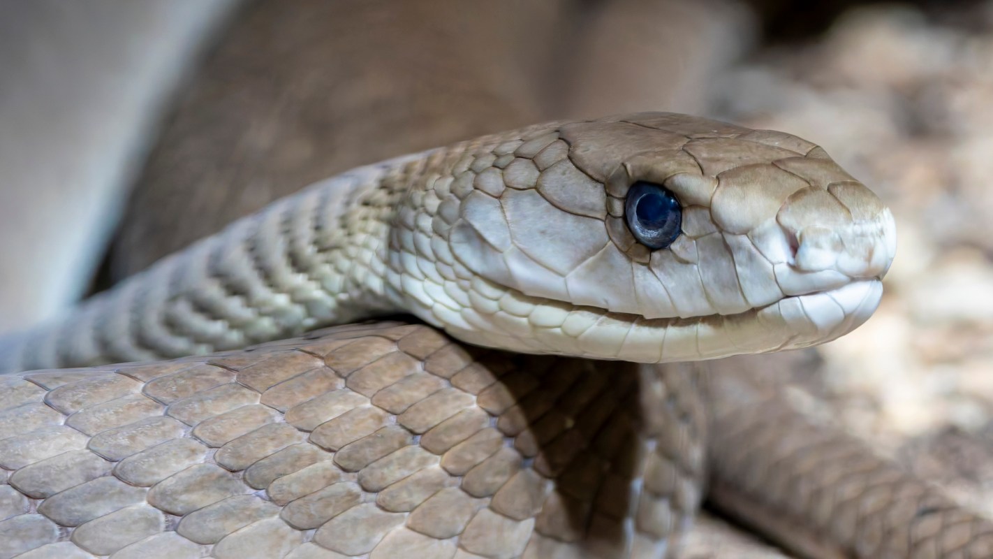 A black mamba with its head resting on its coils.