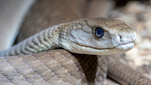 A black mamba with its head resting on its coils.