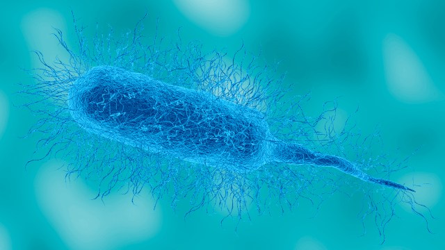 Vibrio vulnificus bacterium in detailed microscopic view. This pathogen causes necrotizing fasciitis.