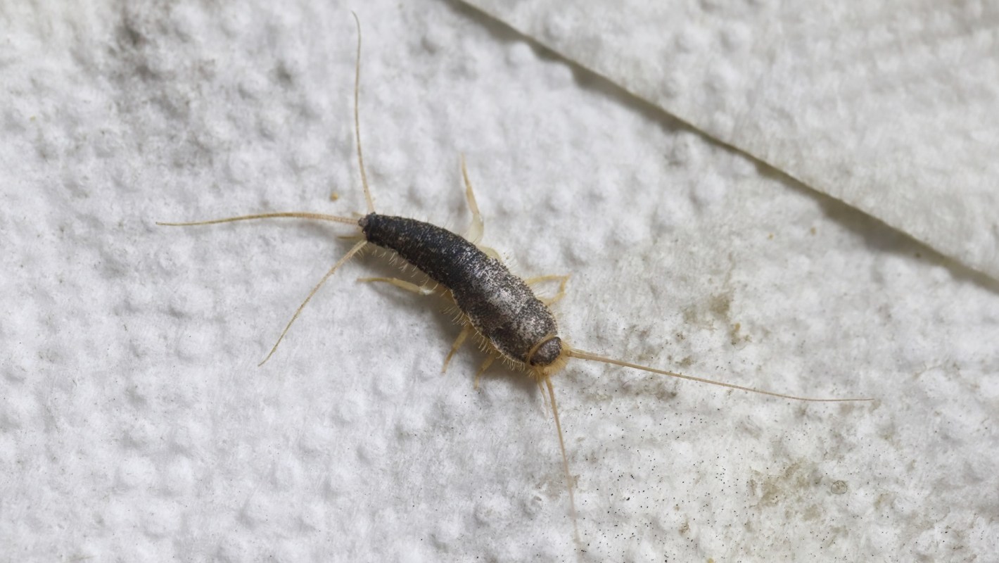 A silverfish.