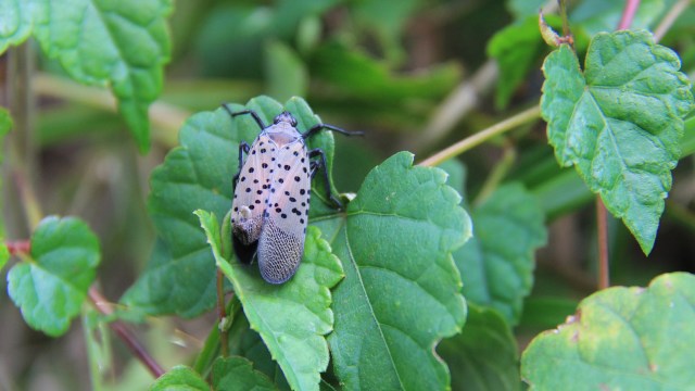 A spotted lanternfly perched on a green leaf surrounded by lush foliage.