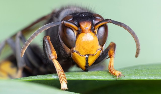 A close-up view of a hornet's face, showcasing its distinctive yellow and black markings.