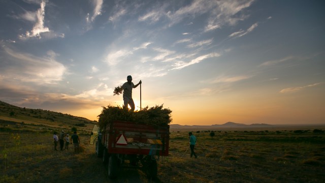 A farmer stands on a truck loaded with harvested crops against a sunset sky, while others work in the field.