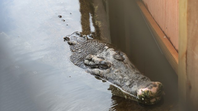 A crocodile partially submerged in water, with a wooden wall visible in the background.