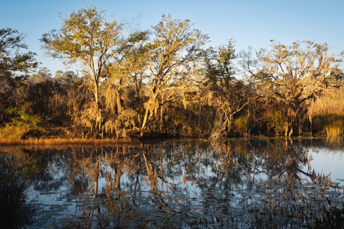 Tree line with Spanish moss at sunrise in Umatilla, Florida.