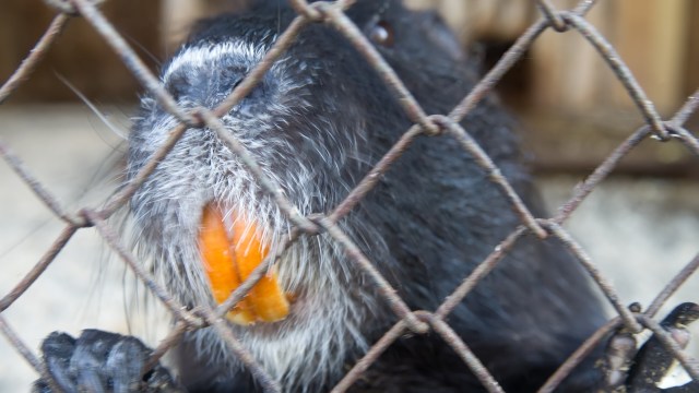 A close-up of a nutria with orange teeth through a wire fence.