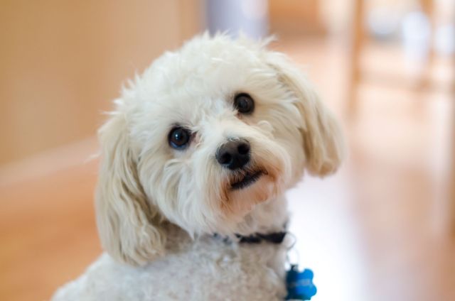 A Maltipoo puppy.