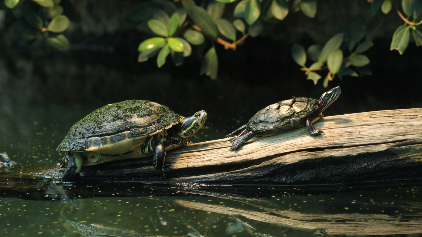 Two turtles basking on a log above a serene pond, surrounded by lush greenery.