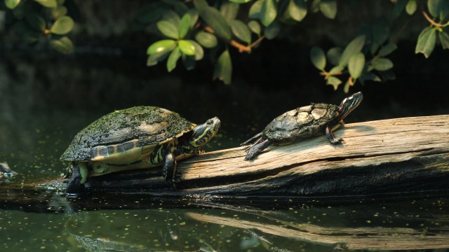 Two turtles basking on a log above a serene pond, surrounded by lush greenery.