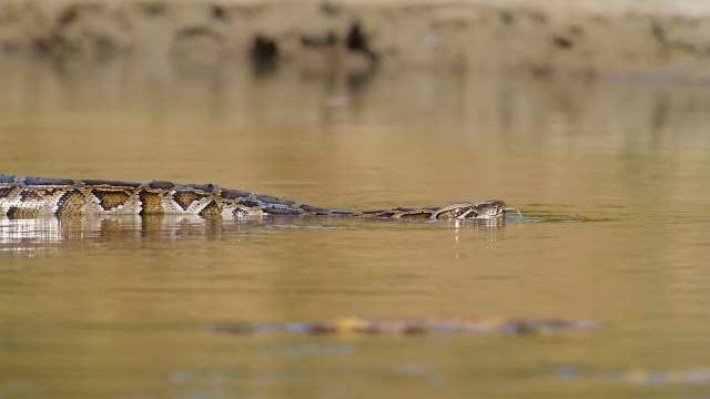 A Burmese python in muddy water.