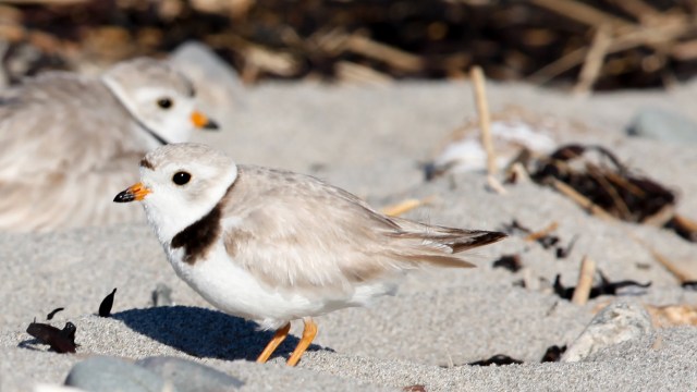 A close-up of a shorebird with a distinctive black collar, standing on sandy beach terrain.