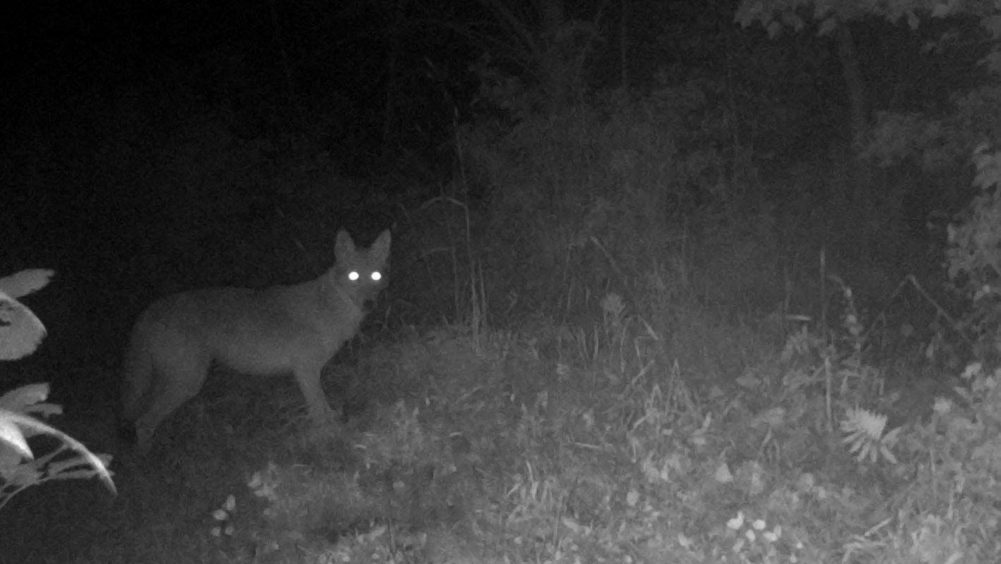 A coyote with glowing eyes in the dark.