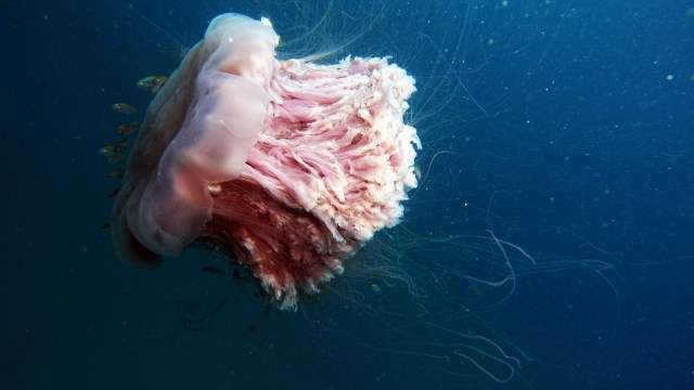 A large jellyfish with pink and white tentacles floats in deep blue water.