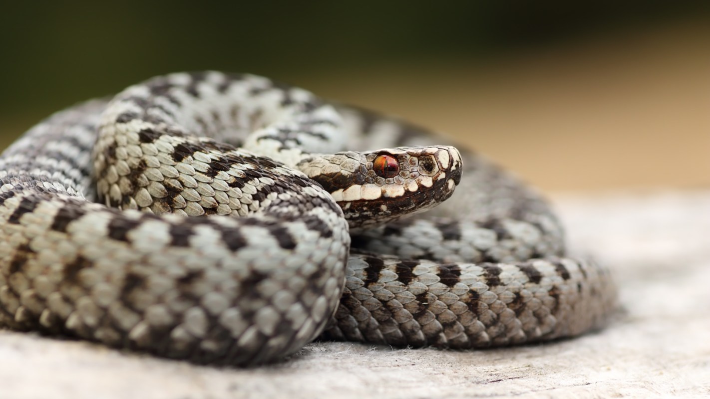 A coiled adder snake with a patterned skin resting on a surface.