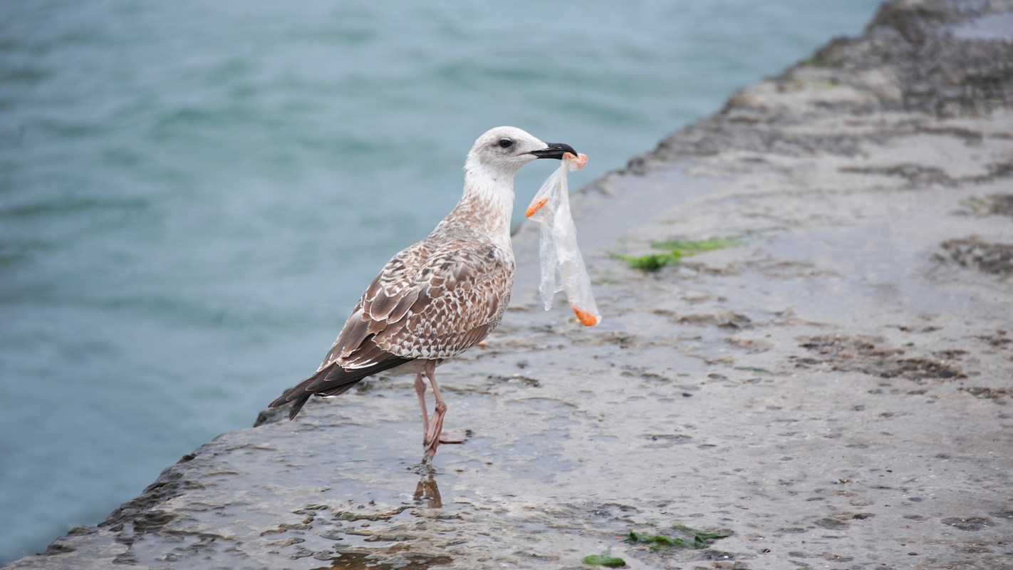 A young seagull standing on a wet surface holding a piece of plastic in its beak.