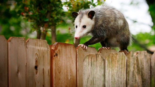 An opossum walking on a wooden fence.