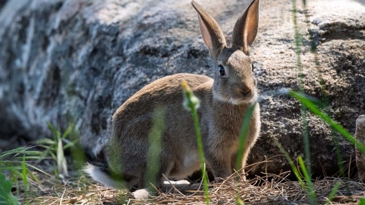 A brown rabbit sitting on the ground near a large rock, surrounded by grass and nature.