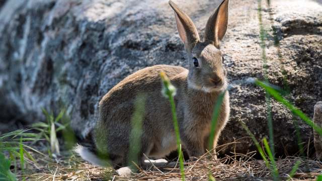 A brown rabbit sitting on the ground near a large rock, surrounded by grass and nature.