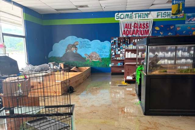 An aquarium store interior featuring a mural of turtles, shelves of supplies, and a flooded floor.