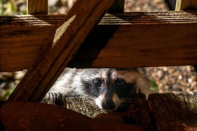 A young raccoon peering through a wooden deck. 