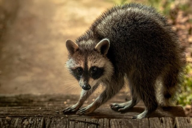 A raccoon on a deck. 