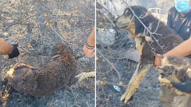 A dog is rescued from a fire-damaged area, first seen lying on the ground and later being held by a person.