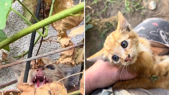 An orange kitten meowing for help and being held by a rescuer.
