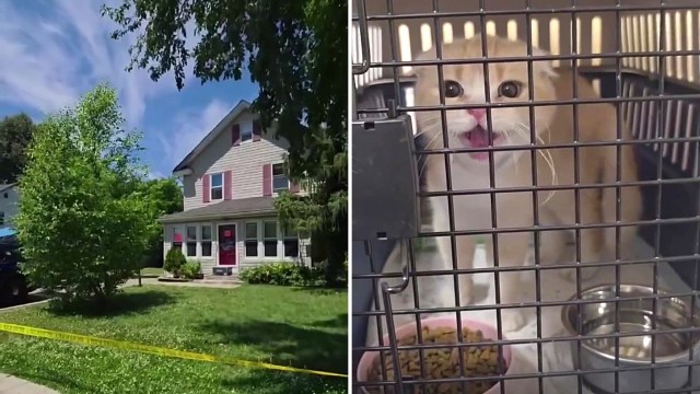 A house with a red door and surrounding greenery, alongside a close-up of a cat in a carrier looking out.