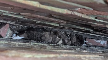 A cat is partially hidden in a narrow space between wooden planks and bricks, with dirt and debris around it.