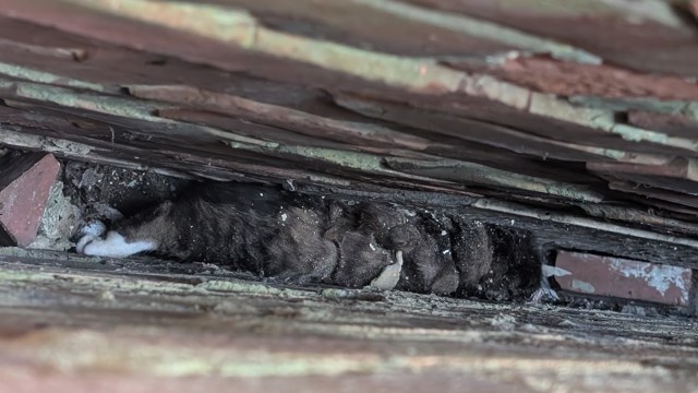 A cat is partially hidden in a narrow space between wooden planks and bricks, with dirt and debris around it.