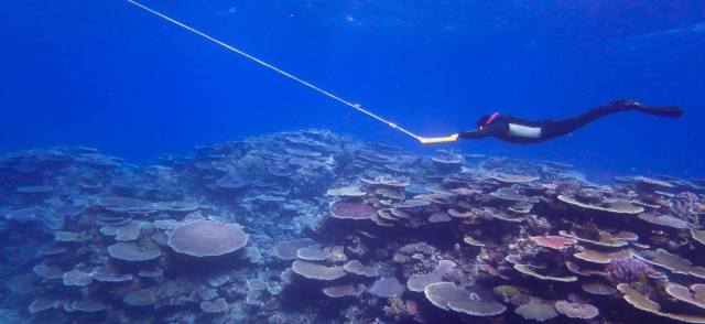 An AIMS marine ecologist surveys a reef perimeter by manta tow on the great barrier reef