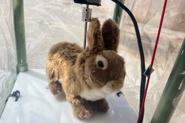 A robo-bunny decoy positioned under a camera in a controlled setting.