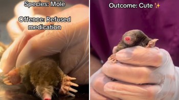 A person in gloves holds a mole.
