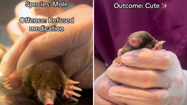 A person in gloves holds a mole.