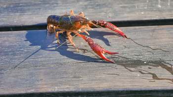 A close-up of a vibrant crayfish on a wooden surface, showcasing its red claws and glossy shell.