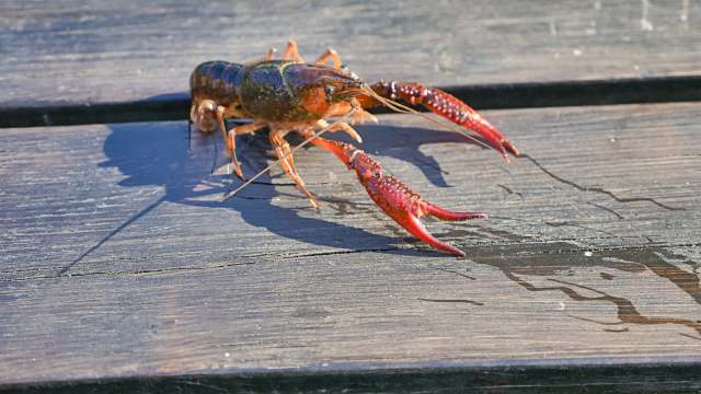 A close-up of a vibrant crayfish on a wooden surface, showcasing its red claws and glossy shell.