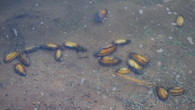 A cluster of mussels.
